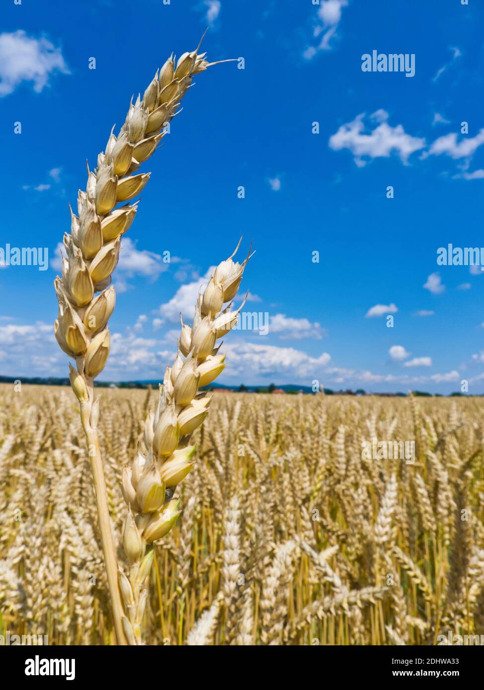 Gerste Ähren Getreidefeld von auf einem von Bauern im Sommer, blauer Himmel, Banque D'Images