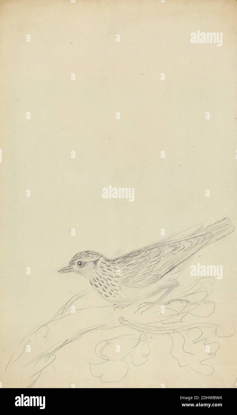 A Wood Lark, James Sowerby, 1756–1822, British, non daté, Graphite sur papier de véve légèrement épais, lisse, crème feuille: 13 × 8 pouces (33 × 20.3 cm), art animal, oiseau, Woodlark Banque D'Images A Wood Lark, James Sowerby, 1756–1822, British, non daté, Graphite sur papier de véve légèrement épais, lisse, crème feuille: 13 × 8 pouces (33 × 20.3 cm), art animal, oiseau, Woodlark Banque D'Images