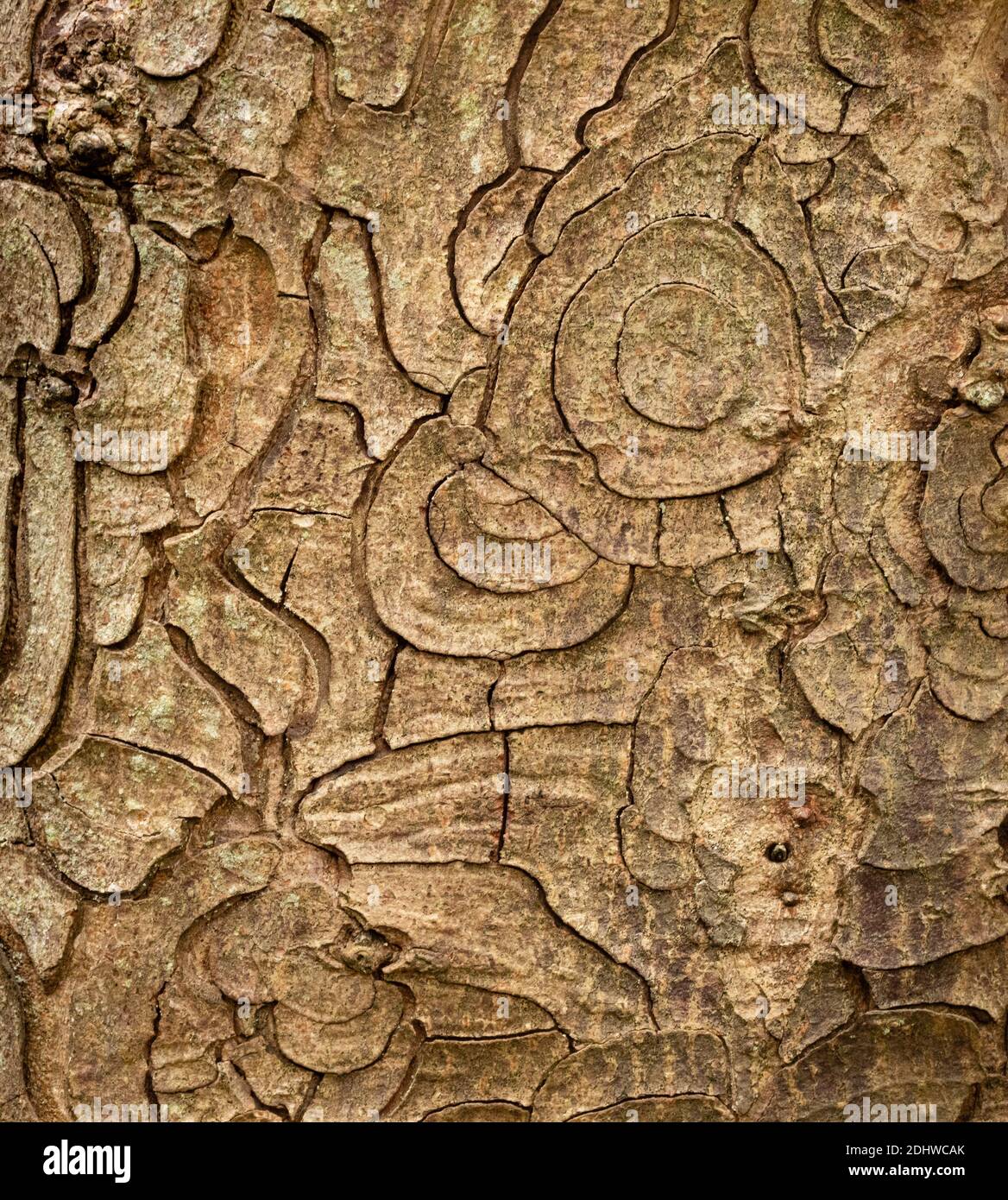 Écorce de Sycamore Acer pseudoplatanus affiche souvent des motifs concentriques en forme de répétition Le tronc principal - Somerset Royaume-Uni Banque D'Images