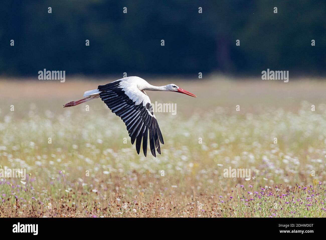 Cigogne Blanche (Ciconia ciconia) en vol Banque D'Images