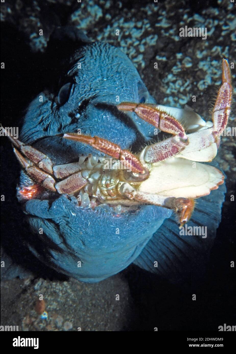 Carcajou (Anarhichas lupus) manger un crabe (cancer pagurus), Royaume-Uni. Banque D'Images