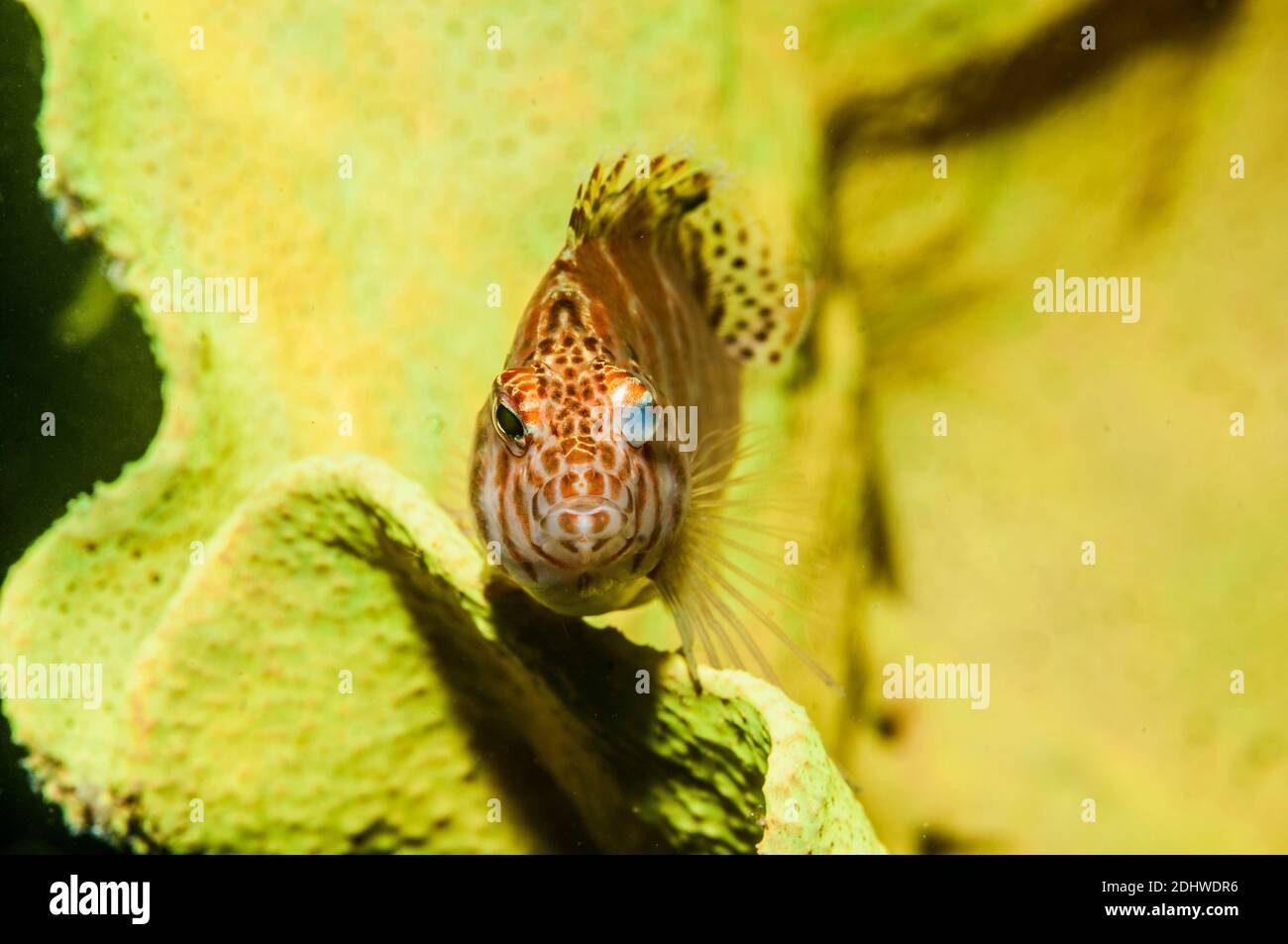 [Cirrhitichthys aprinus hawkfish Threadfin] perché sur le corail. La Papouasie occidentale, en Indonésie. Banque D'Images