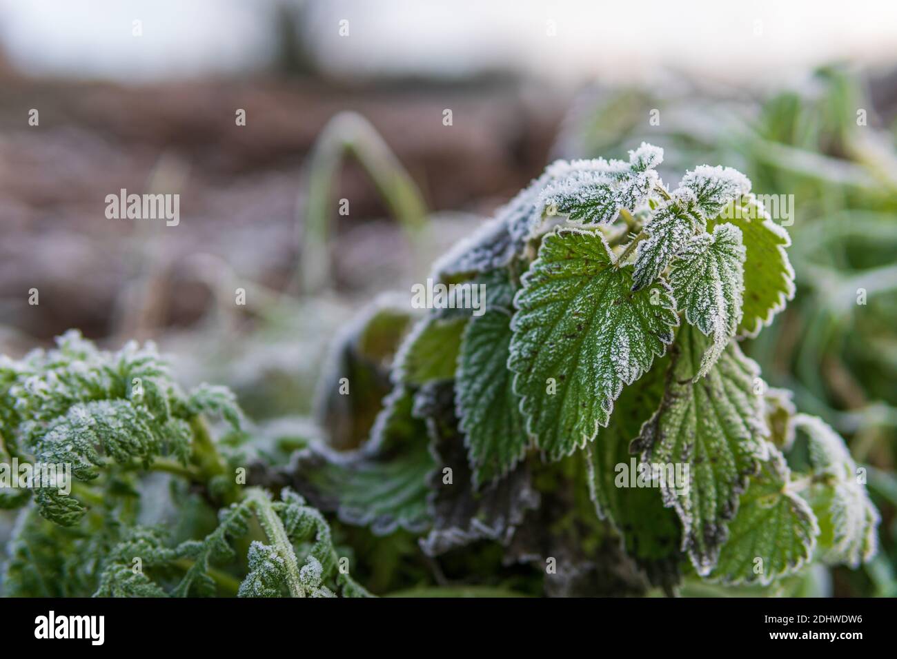 Feuilles d'un ortie piquant recouvertes de cristaux de glace de givre le matin d'hiver. Concepts de saison d'hiver, temps froid. Macro de gros plan. Banque D'Images