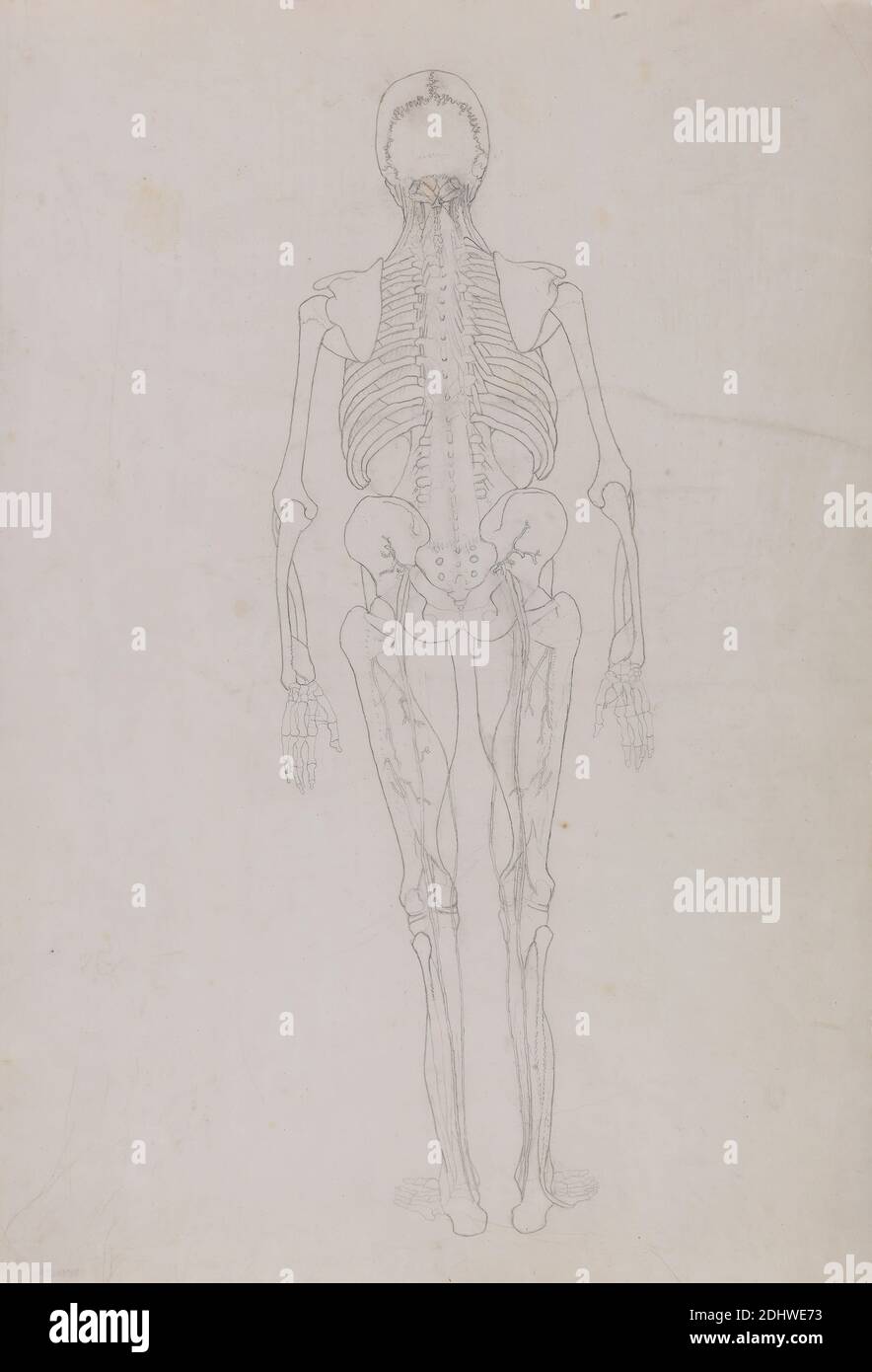 Human Figure, Posterior View (dessin d'une figure clé montrant le stade final de dissection), George Stubbs, 1724–1806, British, 1795 à 1806, Graphite sur crème, fin, lisse, papier vélin, feuille: 20 x 13 7/8 pouces (50.8 x 35.2 cm), étude anatomique, anatomie, dos, étude de figure, homme, squelette, peau, rachis Banque D'Images