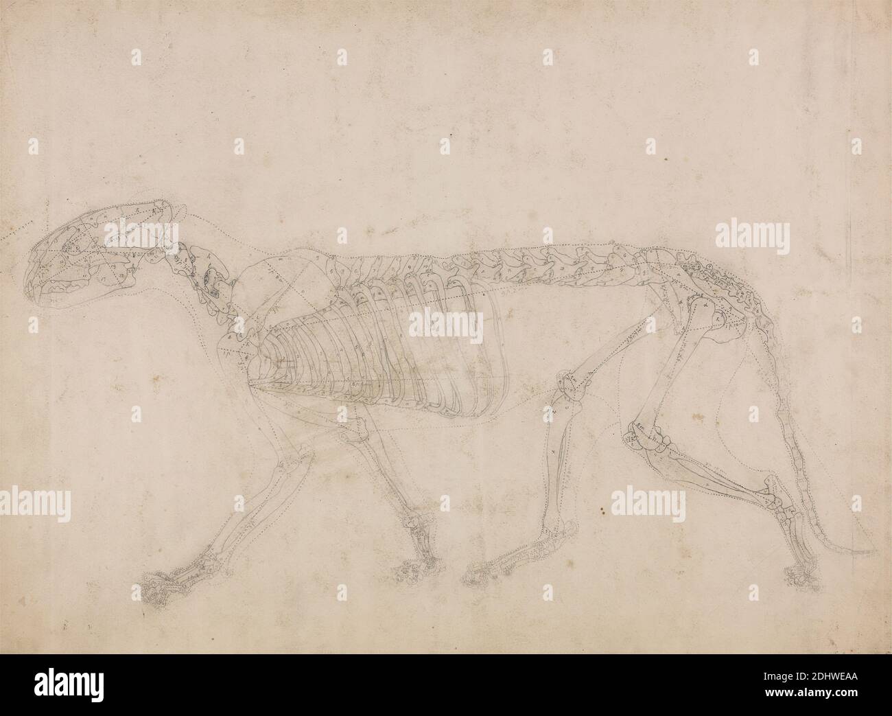 Squelette de tigre, vue latérale (probablement l'étude principale du squelette), George Stubbs, 1724–1806, britannique, 1795 à 1806, Graphite sur papier épais, modérément texturé, crème de vélin avec des traces de deux plateaux, feuille : 14 1/2 x 19 7/8 pouces (36.8 x 50.5 cm), étude anatomique, anatomie, animal, chat (chat domestique), étude de figure, côté, squelette, queue (pendante), tigre Banque D'Images