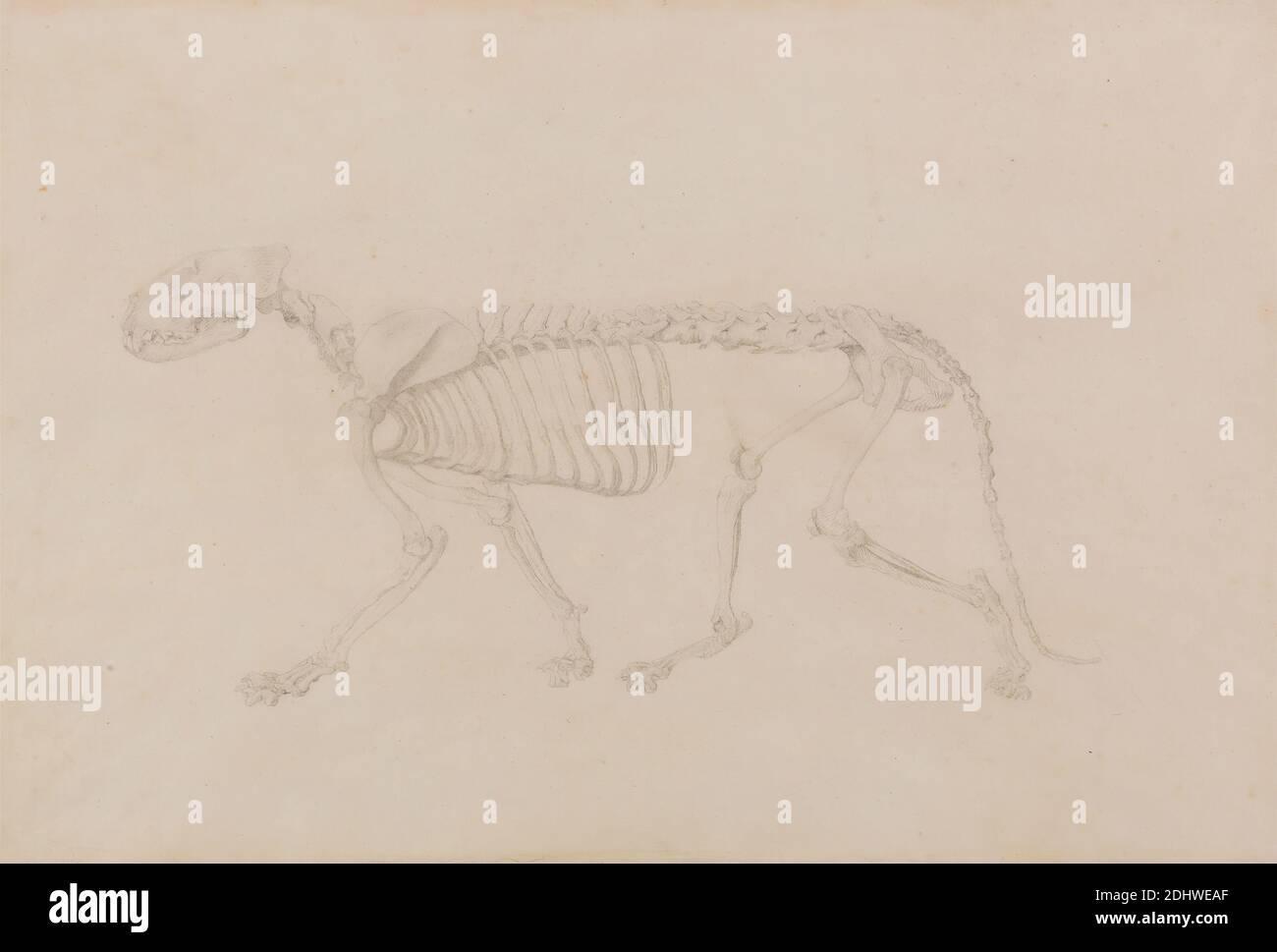 Tiger Skeleton, Lateral View (étude hautement finie pour le tableau IV), George Stubbs, 1724–1806, britannique, 1795 à 1806, Graphite sur mince, légèrement texturé, papier de vélin crème, feuille: 11 1/8 x 16 3/8 pouces (28.3 x 41.6 cm), étude anatomique, anatomie, animal, chat (chat domestique), étude de figure, côté, squelette, crâne, tigre Banque D'Images