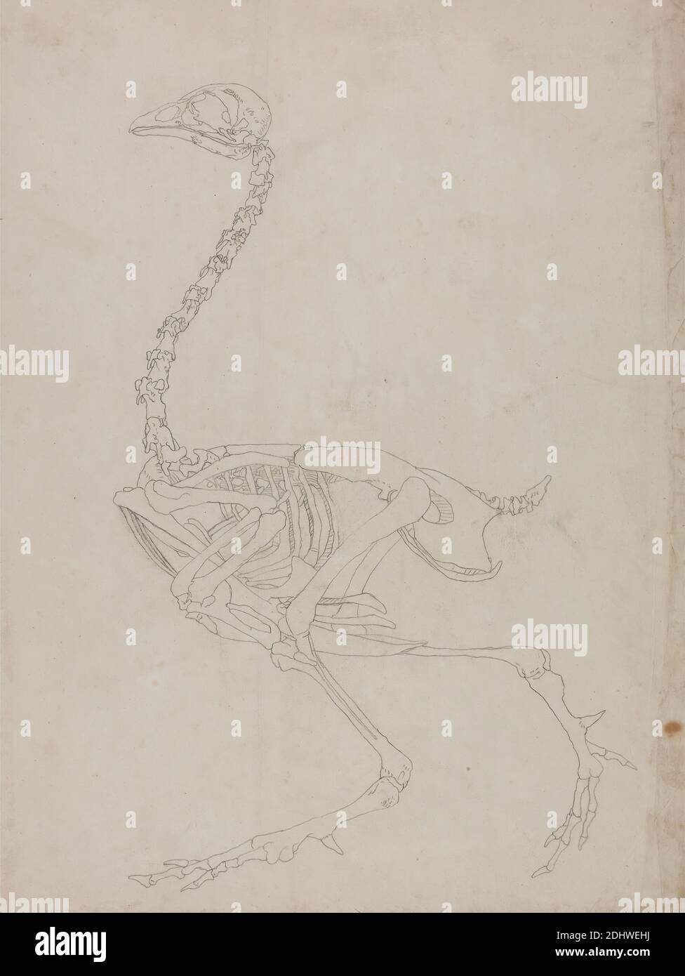 Squelette de volaille, vue latérale (dessin de contour du squelette), George Stubbs, 1724–1806, britannique, 1795 à 1806, Graphite sur papier de vélin fin, légèrement texturé, crème, feuille: 20 3/8 x 15 1/2 pouces (51.8 x 39.4 cm), étude anatomique, anatomie, oiseau, figures (représentations), squelette, étude (travail visuel Banque D'Images
