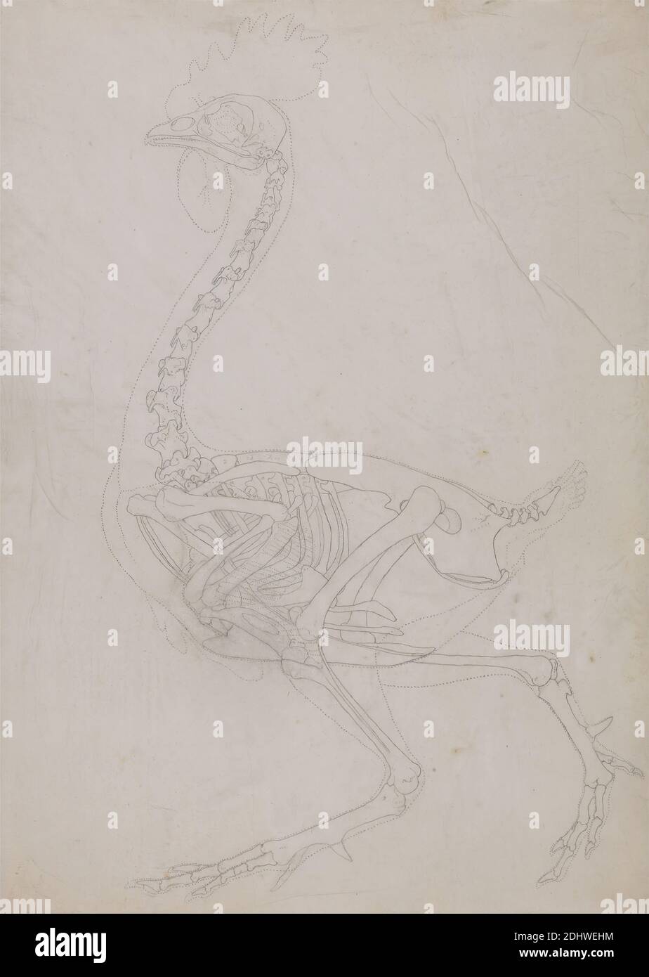 Squelette de volaille, vue latérale (dessin de contour), George Stubbs, 1724–1806, britannique, 1795 à 1806, Graphite sur papier de vélin fin, légèrement texturé, feuille: 20 1/2 x 14 7/8 pouces (52.1 x 37.8 cm), étude anatomique, anatomie, oiseau, étude de figure, squelette, étude (travail visuel) Banque D'Images