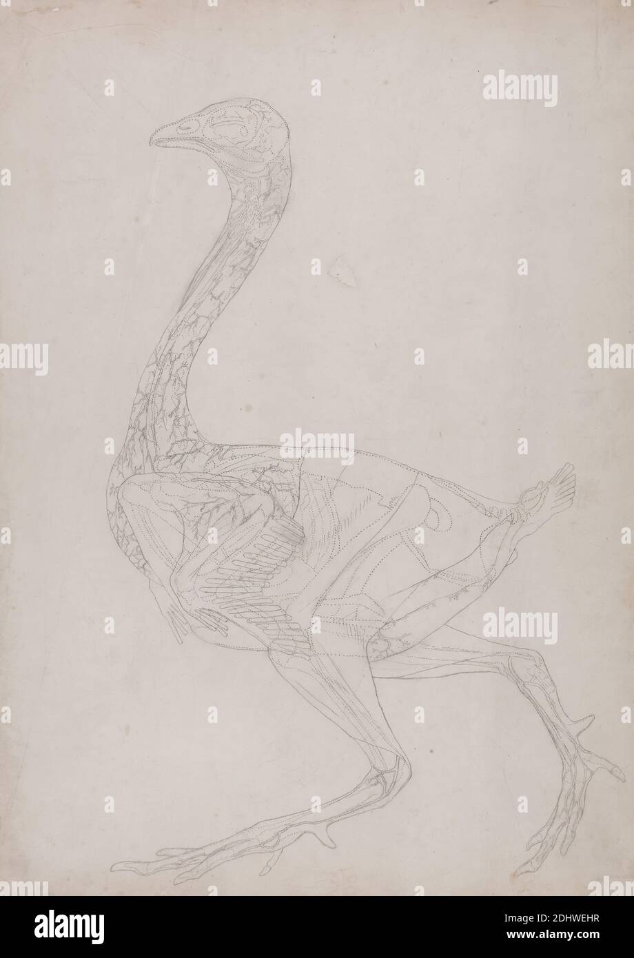 Volaille corps, vue latérale (dessin de contour, lié à la Table XV), George Stubbs, 1724–1806, Britannique, 1795 à 1806, Graphite sur papier de vélin fin, légèrement texturé, feuille: 20 3/4 x 15 pouces (52.7 x 38.1 cm), étude anatomique, anatomie, oiseau, étude de figure, étude (travail visuel) Banque D'Images
