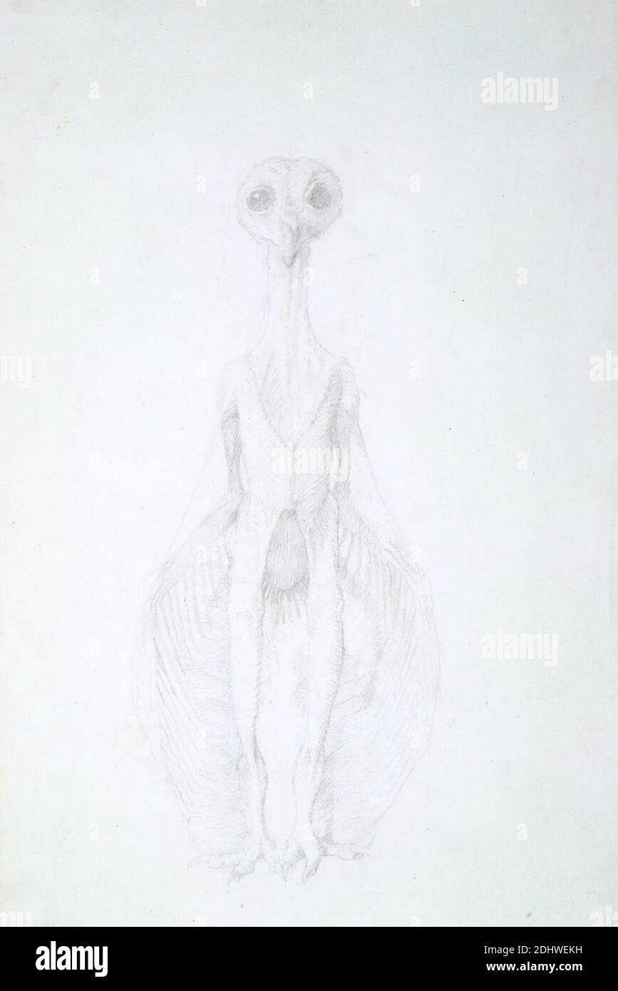 Hibou debout, vue antérieure, George Stubbs, 1724–1806, britannique, 1795 à 1806, Graphite sur papier de vélin fin, légèrement texturé, feuille: 15 1/2 x 10 1/2 pouces (39.4 x 26.7 cm), étude anatomique, anatomie, oiseau, étude de figure, avant, ongles, hibou, étude (travail visuel), ailes Banque D'Images