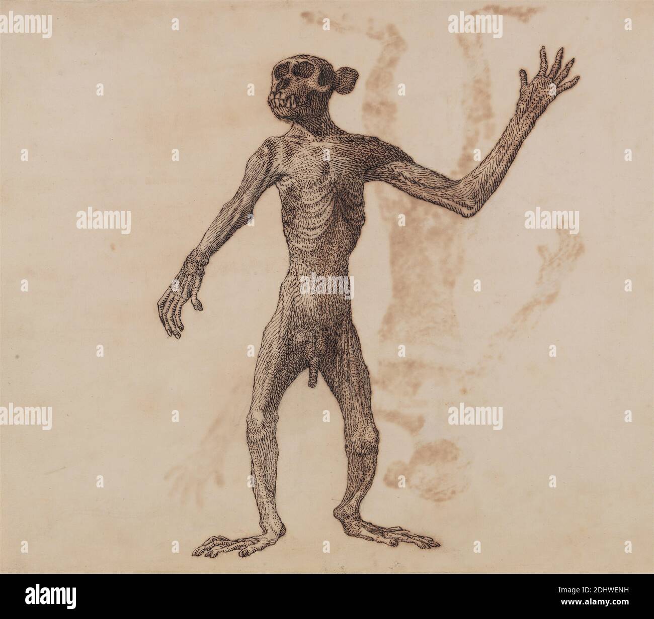 Monkey Standing, Anterior View, George Stubbs, 1724–1806, British, 1795 à 1806, stylo à encre de Galle de fer, et graphite; verso : taches d'encre sur du papier de vélin fin, légèrement texturé, crème posé sur du papier crème, moyen, légèrement texturé, cousu, feuille : 11 1/8 x 13 1/4 pouces (28.3 x 33.7 cm) et support : 11 1/4 x 13 1/4 pouces (28.6 x 33.7 cm), étude anatomique, anatomie, étude de figure, face avant, debout, étude (travail visuel Banque D'Images