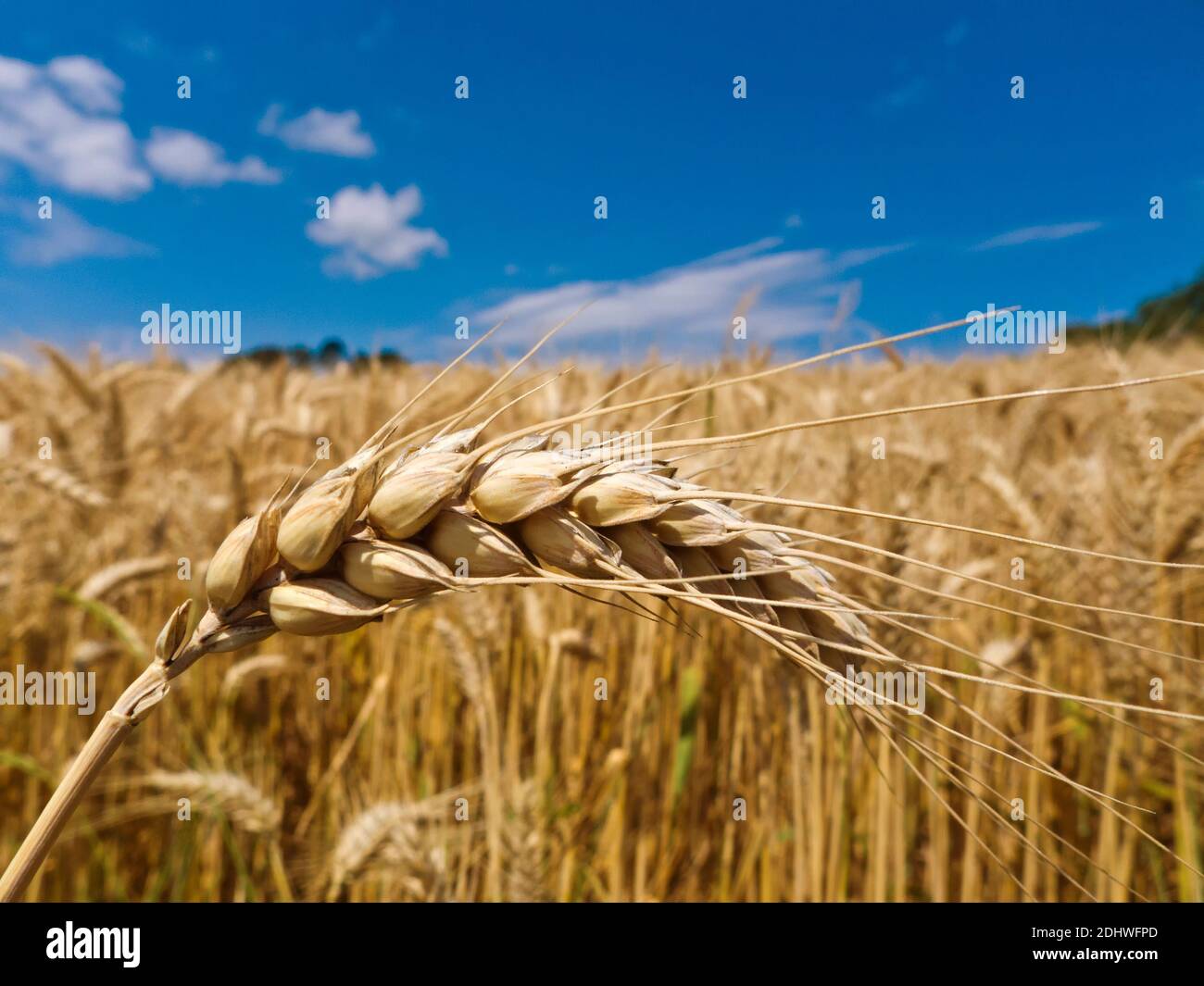 Eine Ähre von Gerste auf einem Getreidefeld eines Bauern im Sommer. Nahaufnahme, Banque D'Images