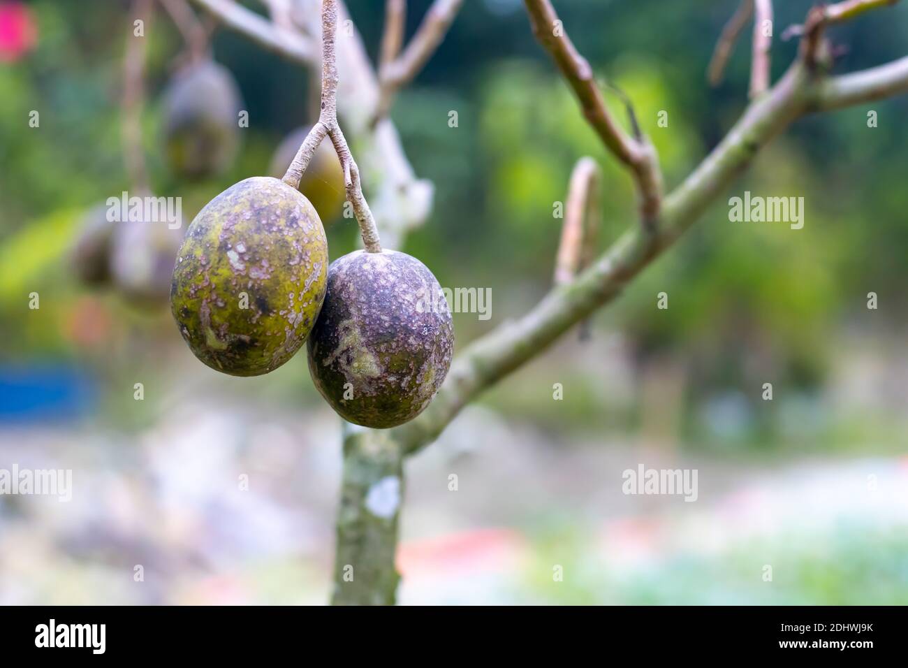 Prune de porc mûre ou mombin de Spondias accroché à l'arbre dans le jardin de la maison Banque D'Images