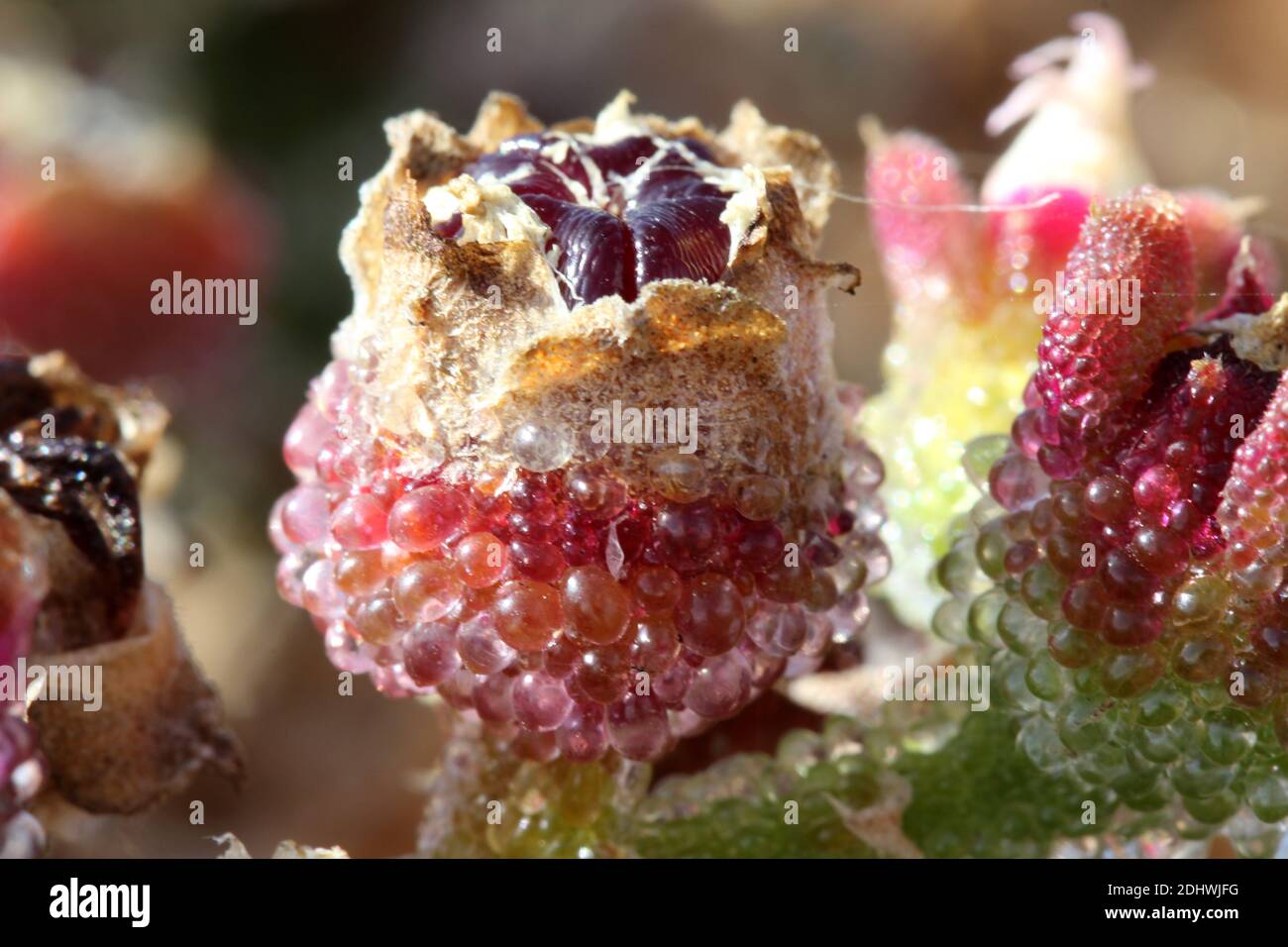 Kristallmittagsblume mesembryanthemum crystallinum Banque D'Images