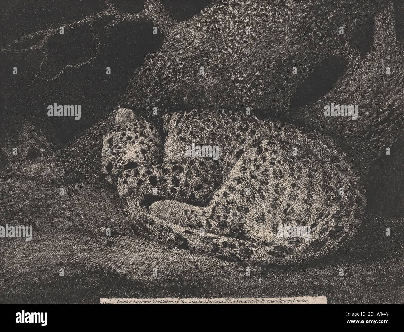 A Sleeping Leopard, imprimé par George Stubbs, 1724–1806, British, 1791, gravure au sol mou avec roulette sur papier de vélin moyen, légèrement texturé, crème, feuille: 10 x 13 3/4 pouces (25.4 x 34.9 cm), plaque: 7 x 9 1/4 pouces (17.8 x 23.5 cm), et image: 7 x 9 1/4 pouces (17.8 x 23.5 cm), art animal, branches, lierre, léopard, plantes, roches (formes terrestres), tigre Banque D'Images