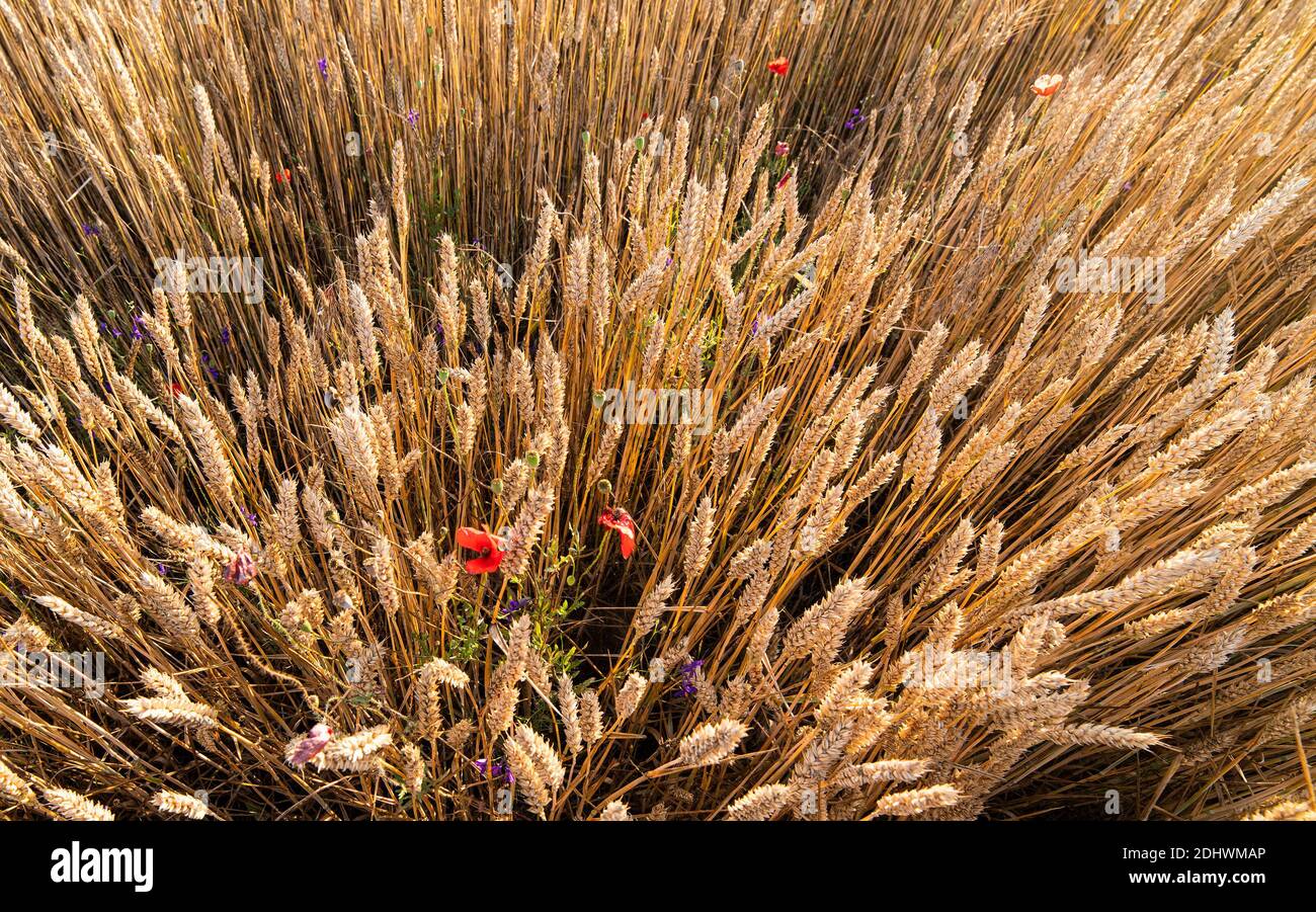 Gros plan de fleurs en fleurs dans un champ de blé à un jour ensoleillé Banque D'Images Gros plan de fleurs en fleurs dans un champ de blé à un jour ensoleillé Banque D'Images
