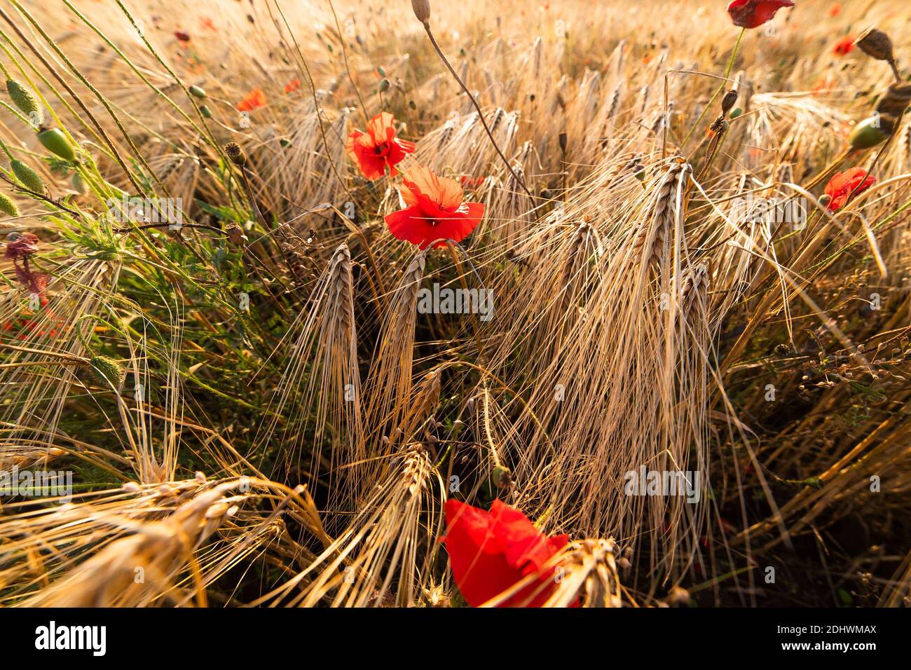 Gros plan de fleurs en fleurs dans un champ de blé à un jour ensoleillé Banque D'Images Gros plan de fleurs en fleurs dans un champ de blé à un jour ensoleillé Banque D'Images
