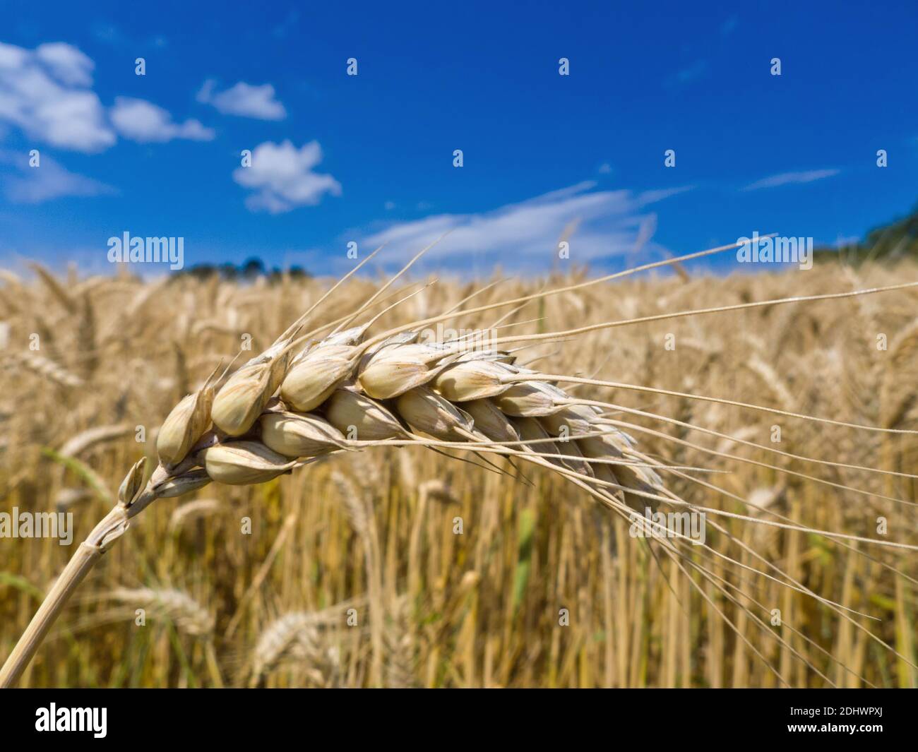 Gerste Ähren Getreidefeld von auf einem von Bauern im Sommer. Banque D'Images