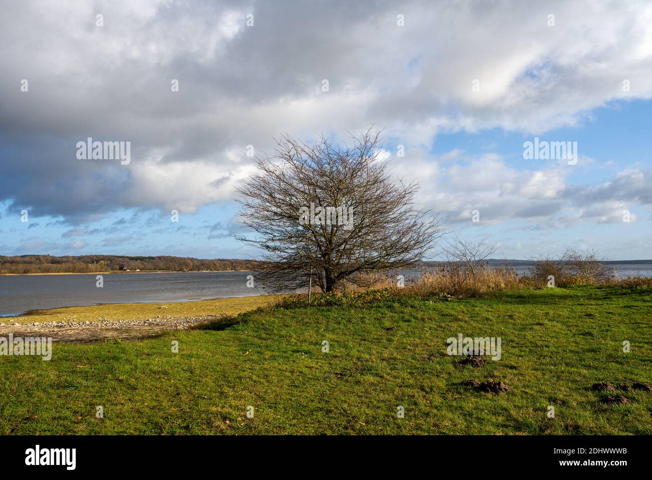Un arbre au bord d'un lac avec un ciel spectaculaire en arrière-plan. Photo de Vomb, comté de Scania, Suède Banque D'Images