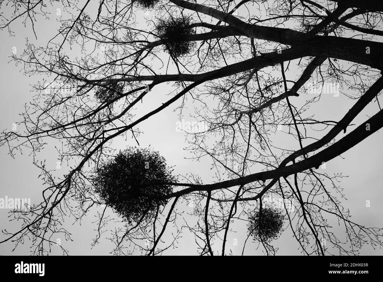 Le gui poussant sur les branches d'un arbre Banque D'Images