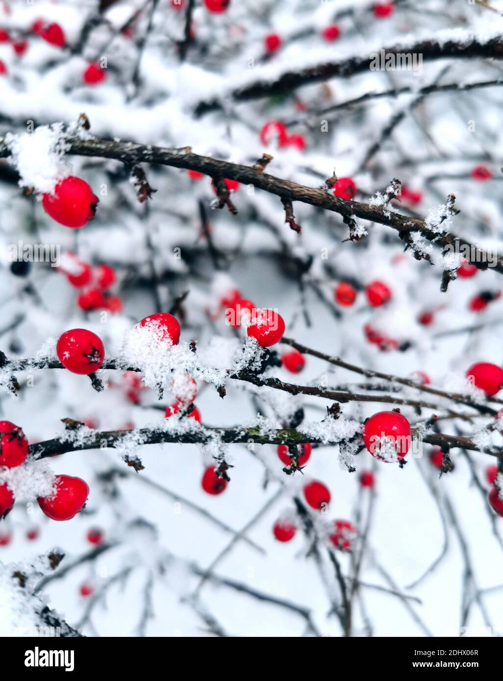 Baies rouges recouvertes de neige fraîchement tombée en hiver matin Banque D'Images