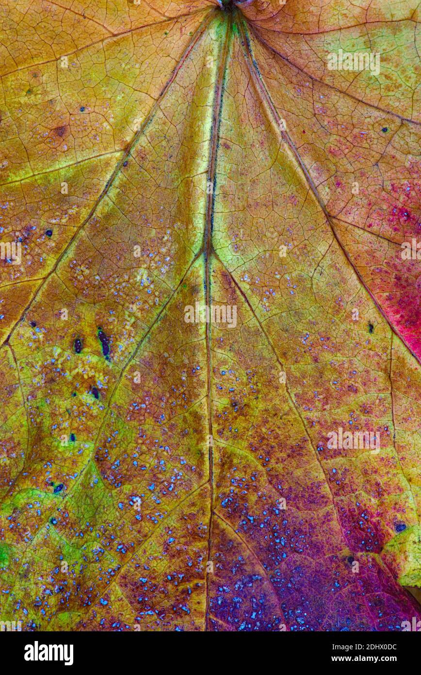 Texture, nervures et couleurs des feuilles mortes en gros plan Banque D'Images