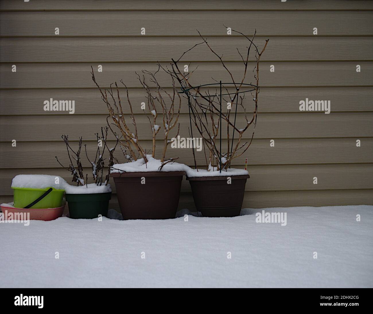 Triste collection de pots de plantes en plastique avec plantes mortes sur un balcon couvert de neige à Ottawa, Ontario, Canada. Banque D'Images