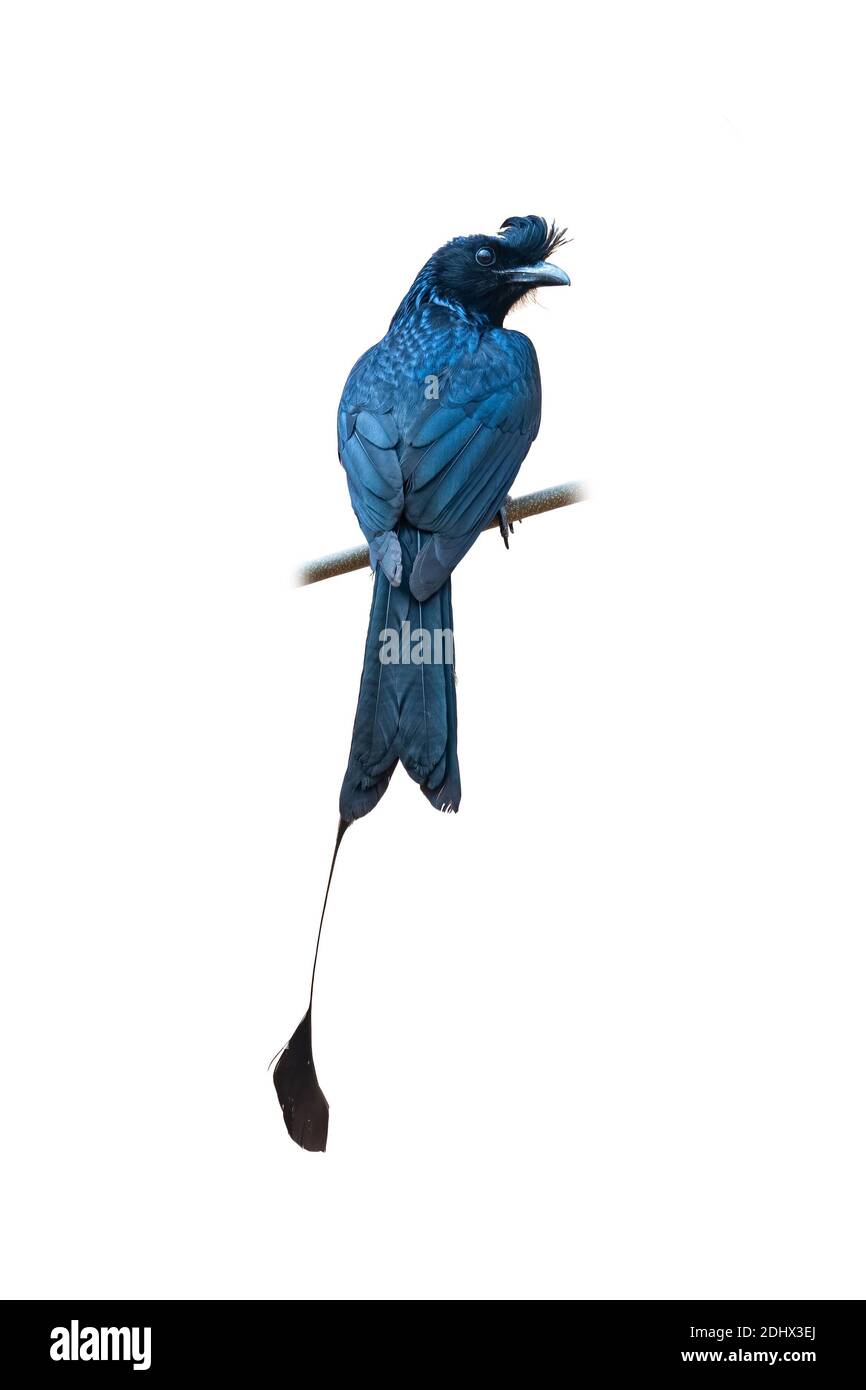 Le Drongo à queue de Racquet plus grand perching sur une perchaude isolée sur blanc arrière-plan Banque D'Images