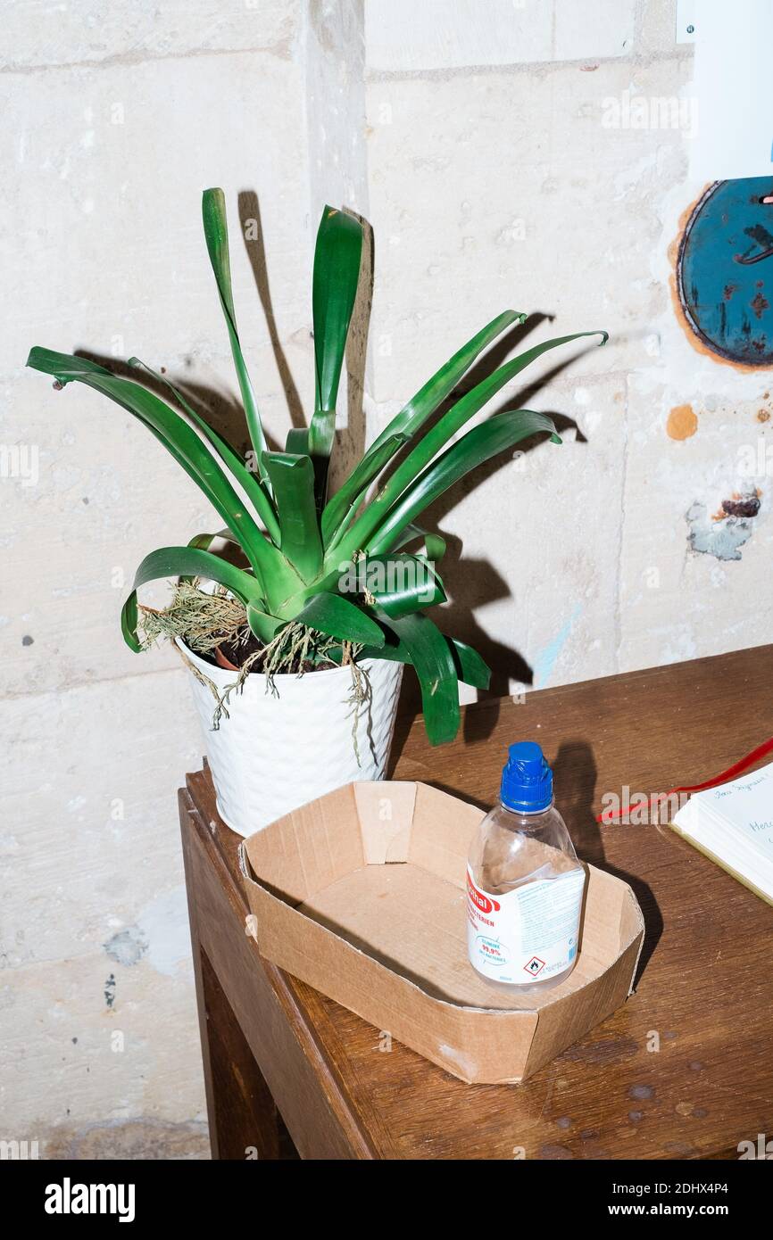 Sur une table d'église, une plante verte et une bouteille de gel hydroalcoolique pour désinfecter les mains pendant la pandémie de Covid-19. Banque D'Images