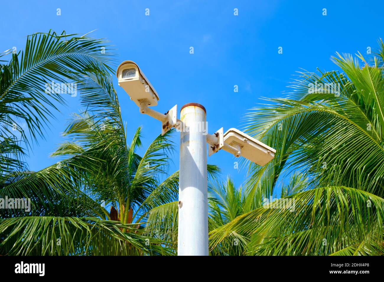 CCTV Security digital camera with palm trees , security , safety on the beach during holidays . Banque D'Images