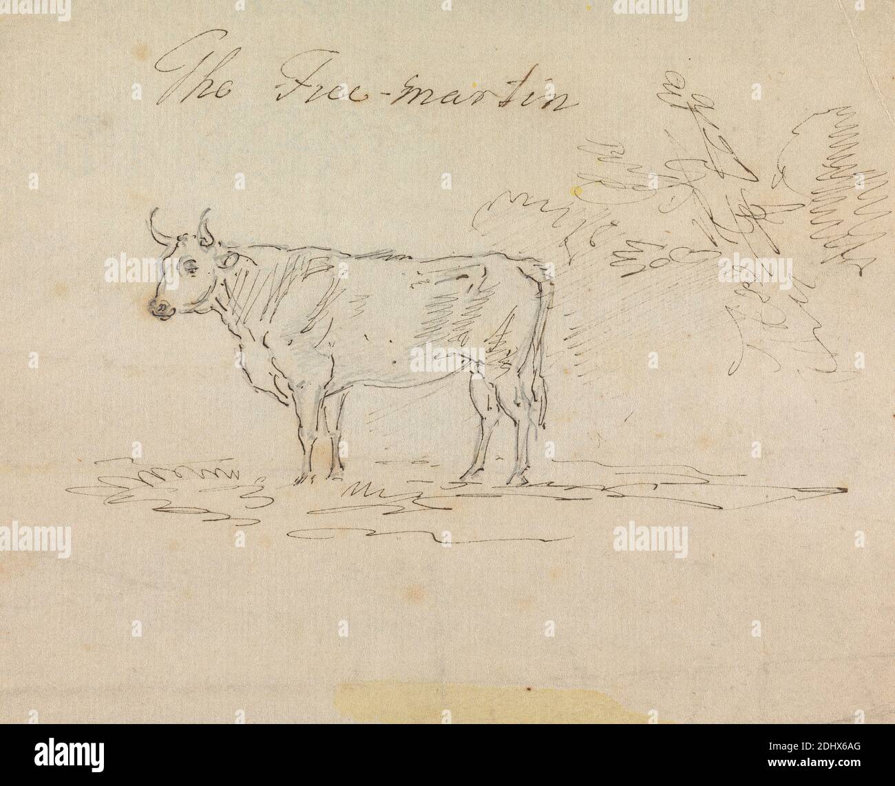 The Free-Martin, Sawrey Gilpin, 1733–1807, British, non daté, Graphite, stylo et encre brune sur papier moyennement texturé, beige, paré, feuille: 5 3/16 × 6 1/8 pouces (13.2 × 15.6 cm), art animal Banque D'Images