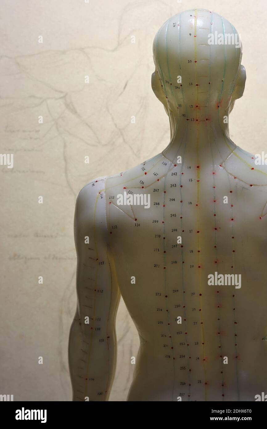 méridiens à l'arrière d'un modèle d'acupuncture masculin Banque D'Images