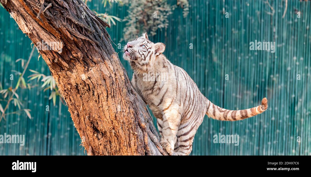 Un tiger blanc cub essayant de gravir un arbre dans l'enclos du tigre au parc zoologique national de Delhi, également connu sous le nom de zoo de Delhi. Banque D'Images