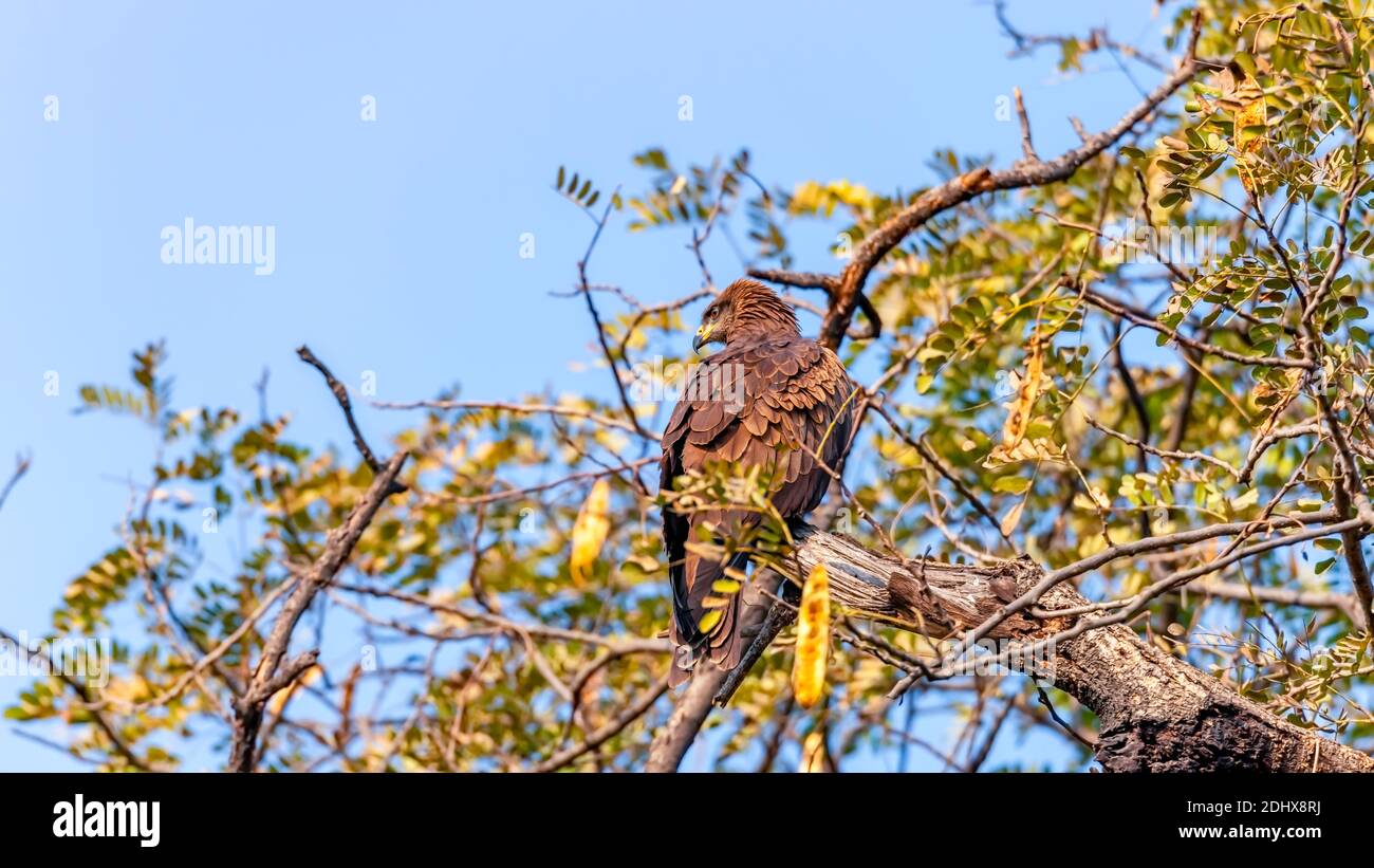 Cerf-volant brun foncé indien perché au sommet d'un arbre au parc zoologique national de Delhi, également connu sous le nom de zoo de Delhi. Banque D'Images