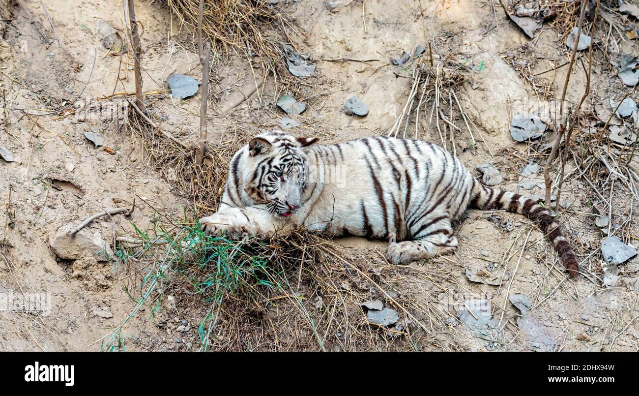 Un tiger blanc cub, couché sur le côté et regardant attentivement, dans l'enceinte du tigre au parc zoologique national, également connu sous le nom de zoo de Delhi. Banque D'Images