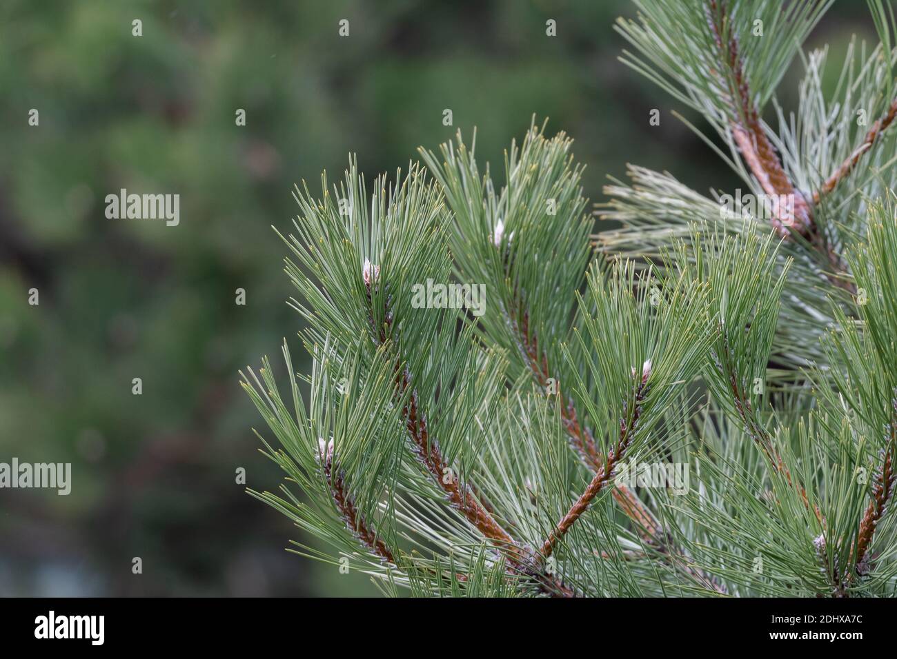 Les creux et les branches de pin sont toujours de couleur verte vive, même en hiver. Banque D'Images
