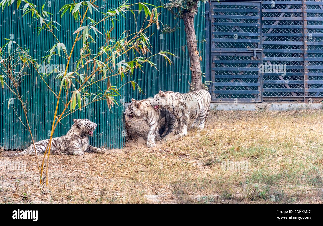 Des petits tigres blancs, d'humeur ludique, dans l'enceinte du tigre du parc zoologique national de Delhi, également connu sous le nom de zoo de Delhi. Banque D'Images