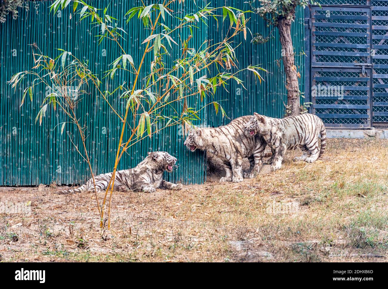 Des petits tigres blancs, d'humeur ludique, dans l'enceinte du tigre du parc zoologique national de Delhi, également connu sous le nom de zoo de Delhi. Banque D'Images
