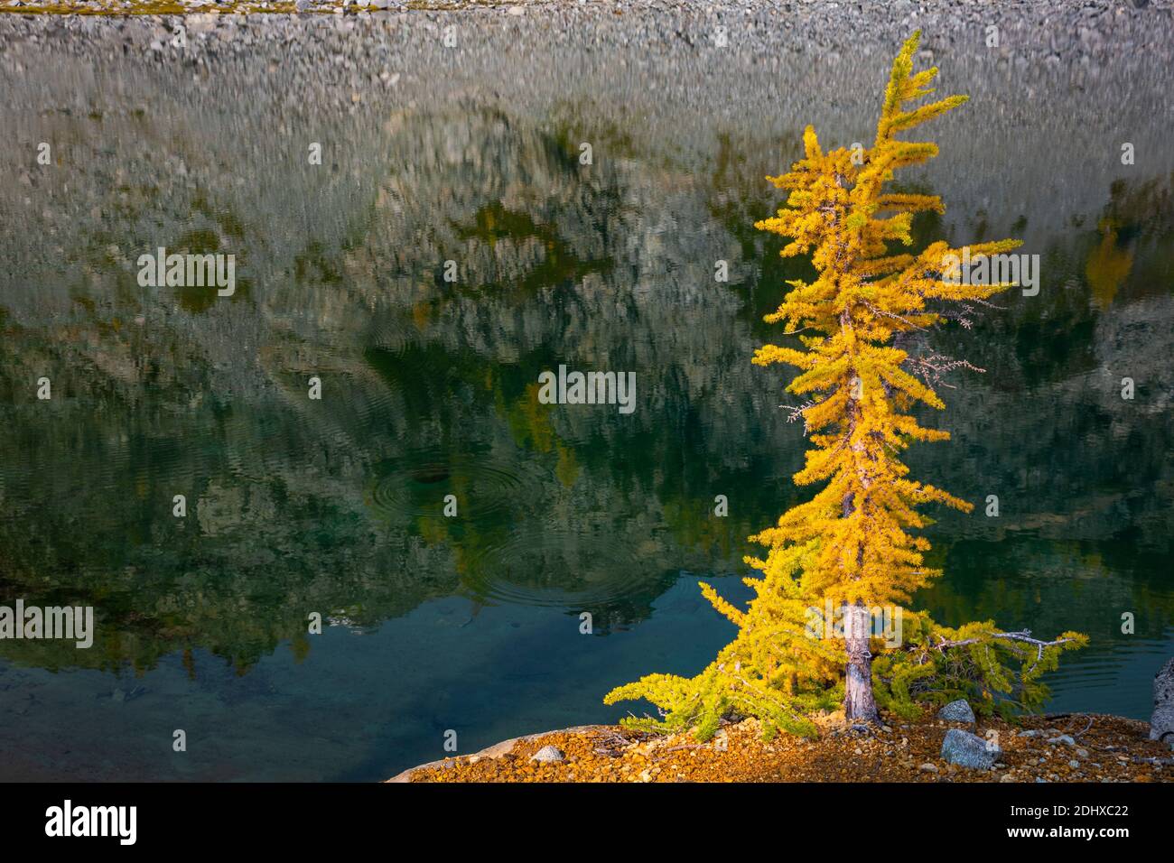 WA18695-00...WASHINGTON - automne à Lower Ice Lake dans la région sauvage de Glacier Peak. Banque D'Images