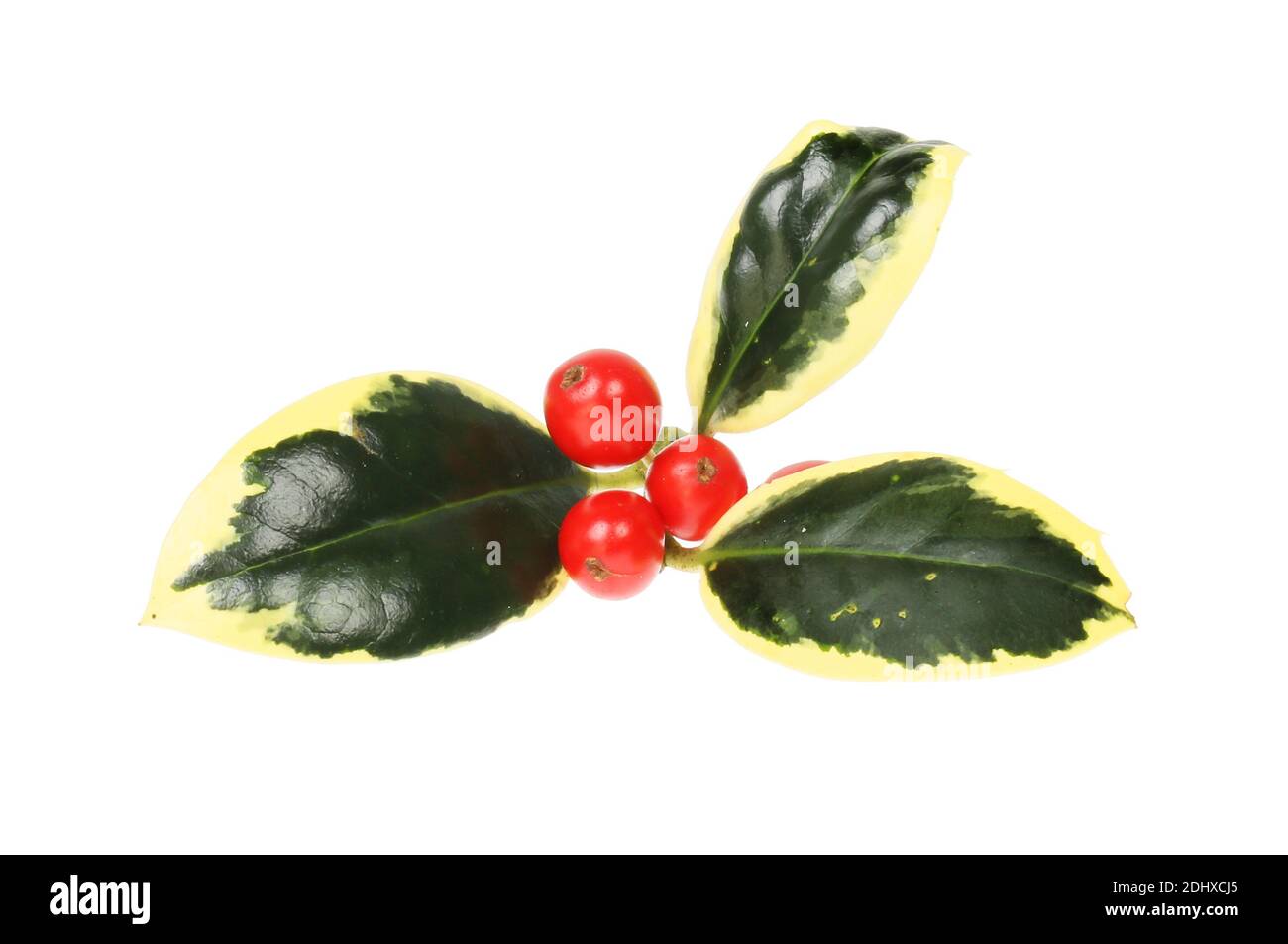 Branche de houx panaché avec red fruits mûrs isolés contre white Banque D'Images
