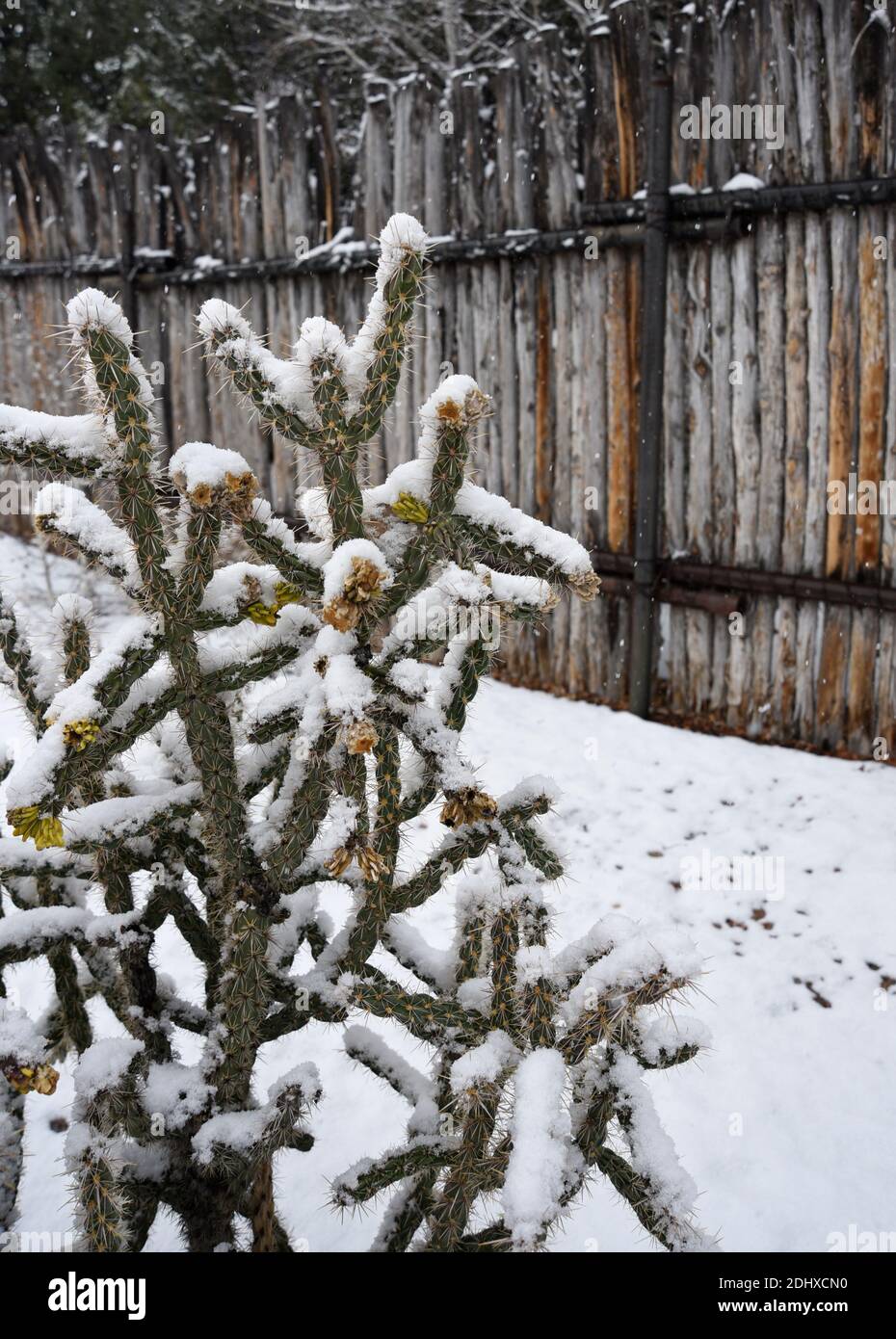 Un cactus de la corolle recouvert de neige dans le sud-ouest américain. Banque D'Images