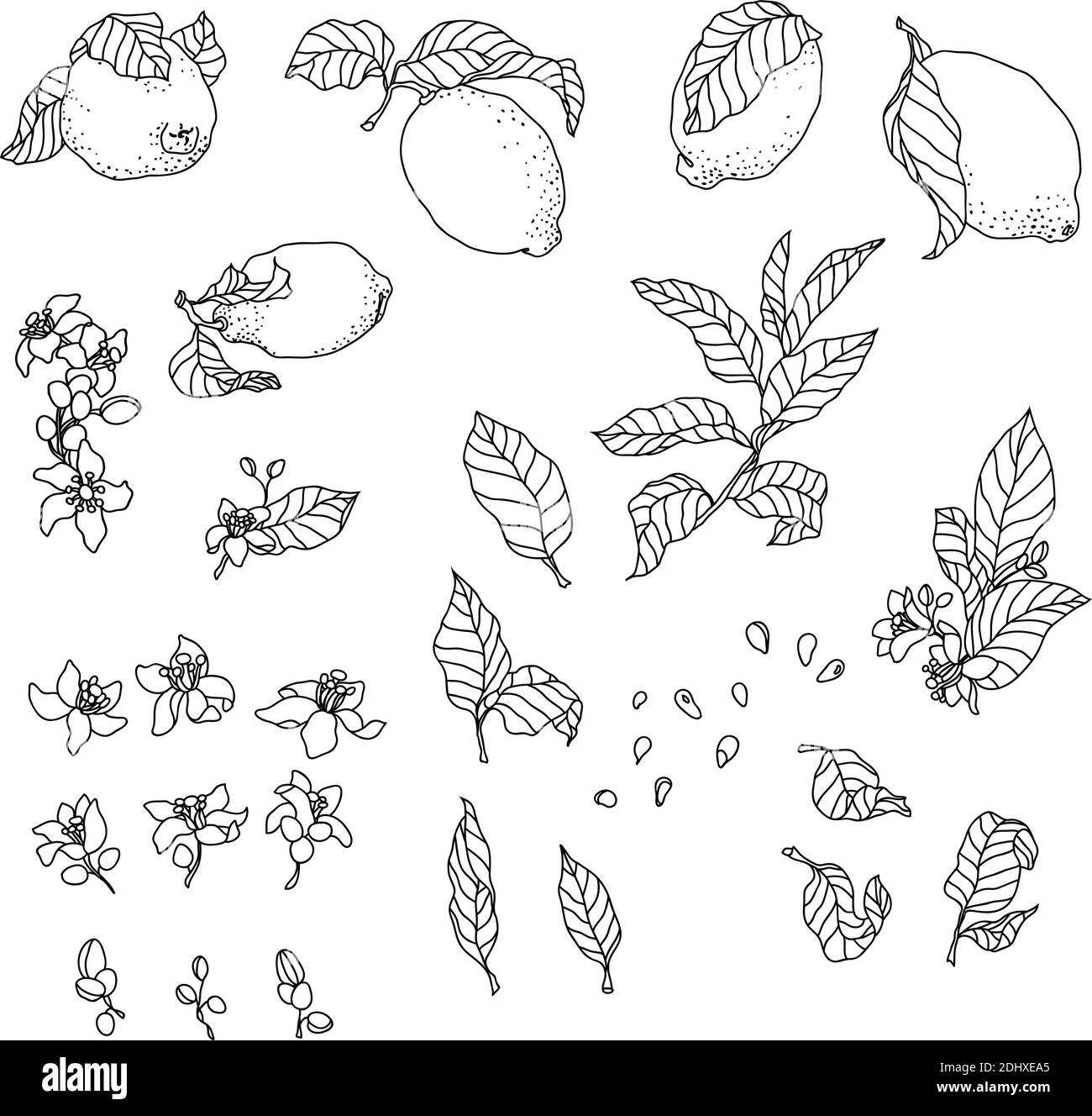 Set avec citronnelle. Il y a des fruits, des fleurs, des feuilles, des bourgeons, des graines et des branches. L'ensemble est fabriqué en technique de stylo vintage Illustration de Vecteur Set avec citronnelle. Il y a des fruits, des fleurs, des feuilles, des bourgeons, des graines et des branches. L'ensemble est fabriqué en technique de stylo vintage Illustration de Vecteur