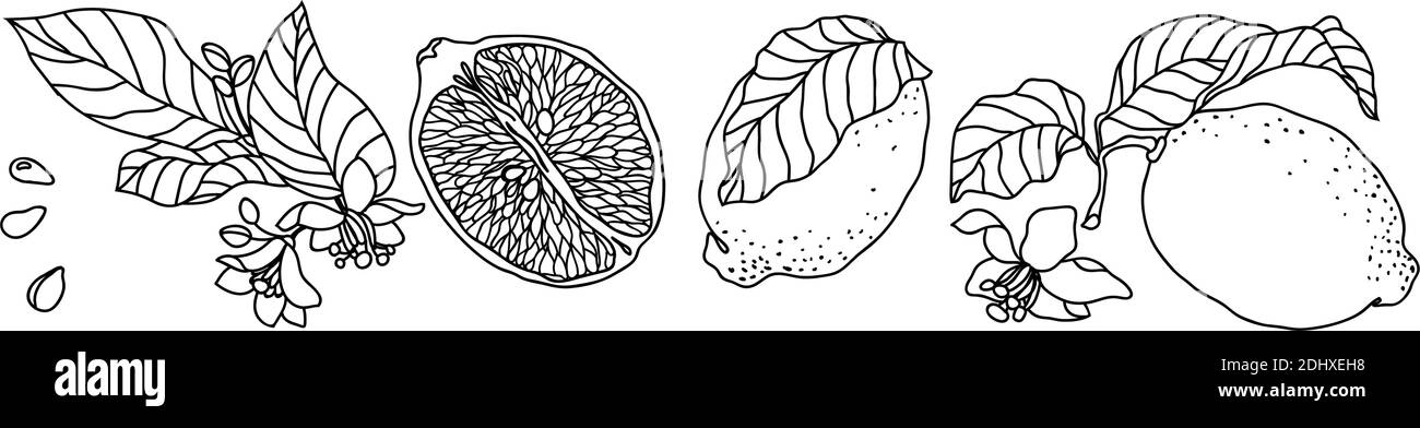 Set avec citronnelle. Il y a des fruits, des fleurs, des feuilles, des bourgeons, des graines et des branches. L'ensemble est fabriqué en technique de stylo vintage Illustration de Vecteur Set avec citronnelle. Il y a des fruits, des fleurs, des feuilles, des bourgeons, des graines et des branches. L'ensemble est fabriqué en technique de stylo vintage Illustration de Vecteur