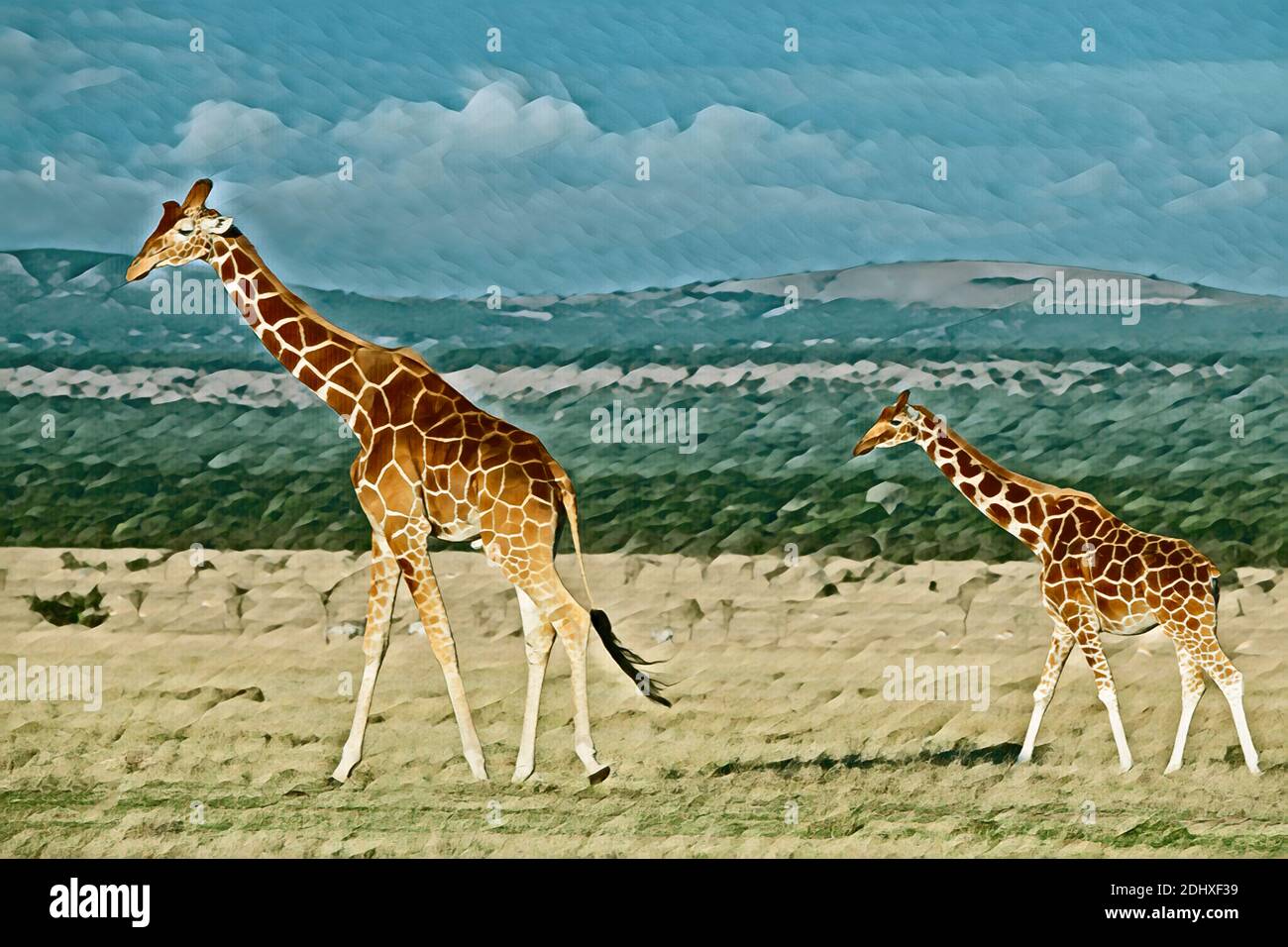 Afrique, Kenya, plateau de Laikipia, District de la frontière du Nord, OL Pejeta Conservancy. Girafes réticulés (SAUVAGES : Giraffa camelopardalis reticulata) COM Banque D'Images