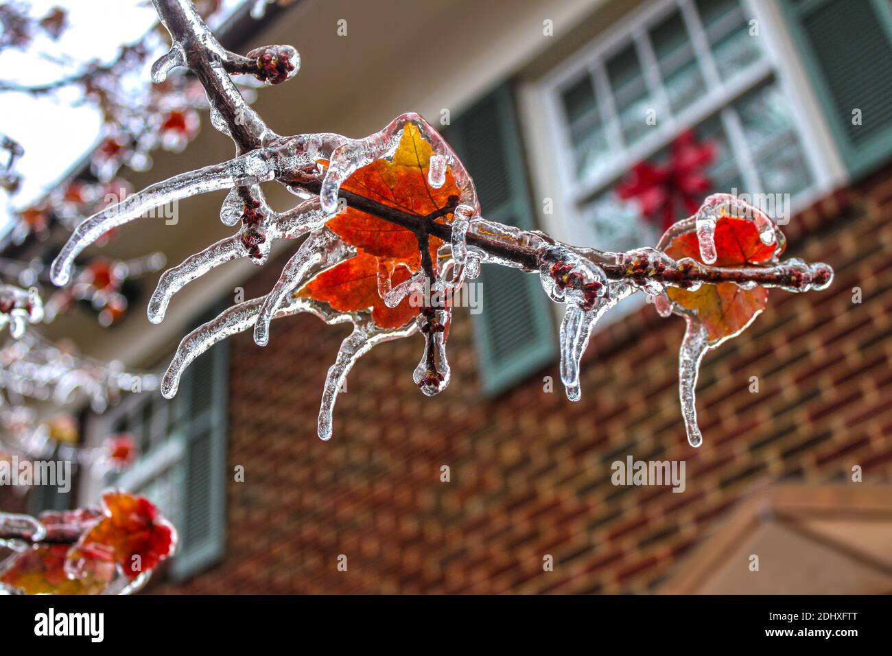 la glace a coulé des feuilles d'érable colorées sur une branche avec chaque point des feuilles une icicle - foyer sélectif et arrière-plan bokeh de la maison de deux étages Banque D'Images