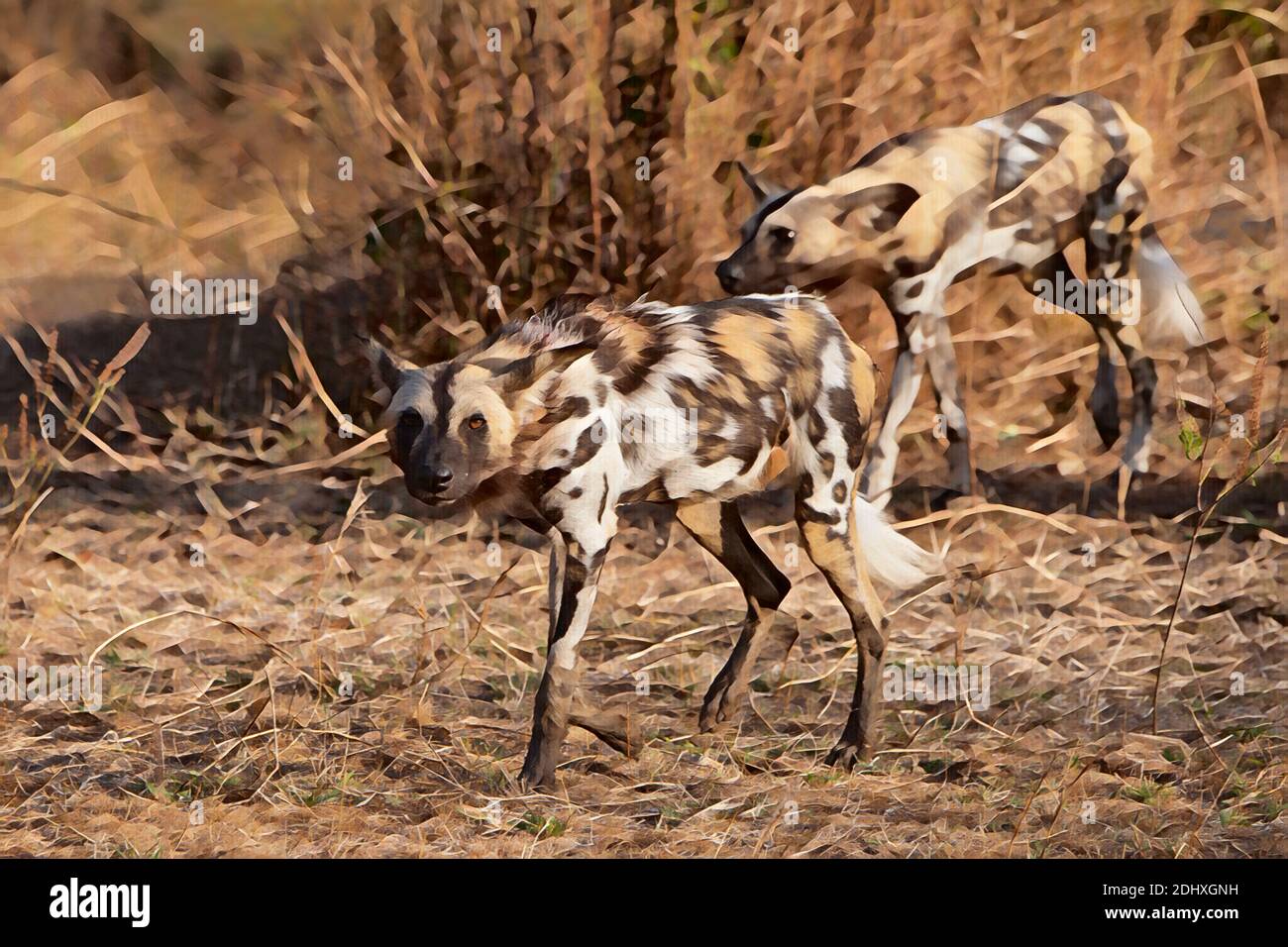 Afrique, Zambie, Parc national de Luangwa Sud. Posture de chasse du loup peint africain, des chiens peints ou du chien sauvage africain (sauvage : Lycaon pictus). Compu Banque D'Images