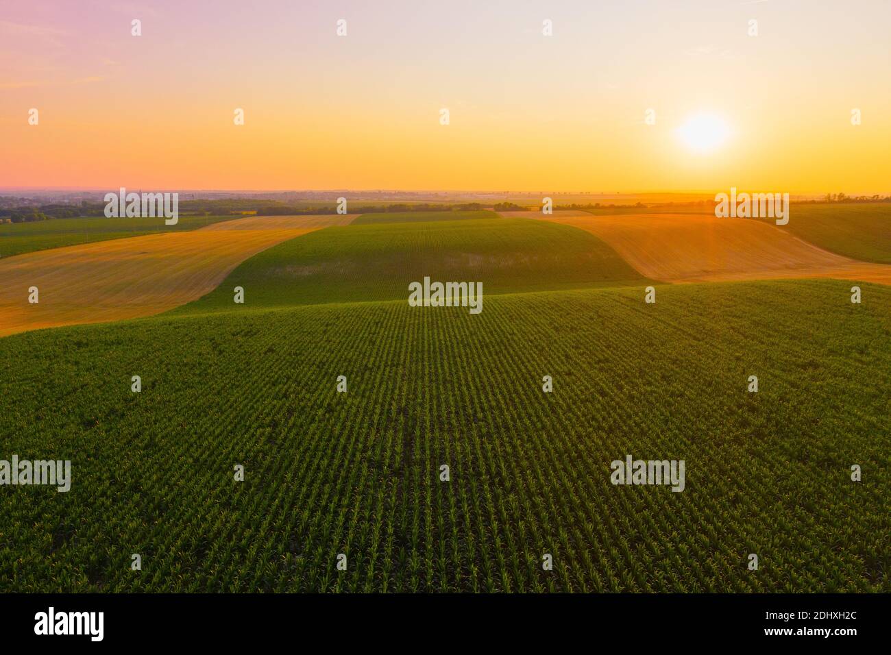 Tamási, Hongrie - vue aérienne du champ de maïs cultivé au coucher du soleil d'été. Banque D'Images