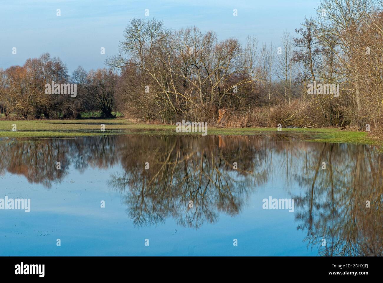 Un pré inondé dans la plaine alsacienne de l'est de la France. - un beau matin d'hiver, les arbres dépouillés de leurs feuilles sont reflétés dans l'eau. Banque D'Images