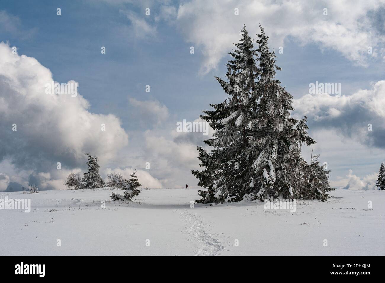 Paysage de montagne dans les Vosges en France. - plateau de neige dans les montagnes. Un grand sapin recouvert de neige sur la droite Banque D'Images