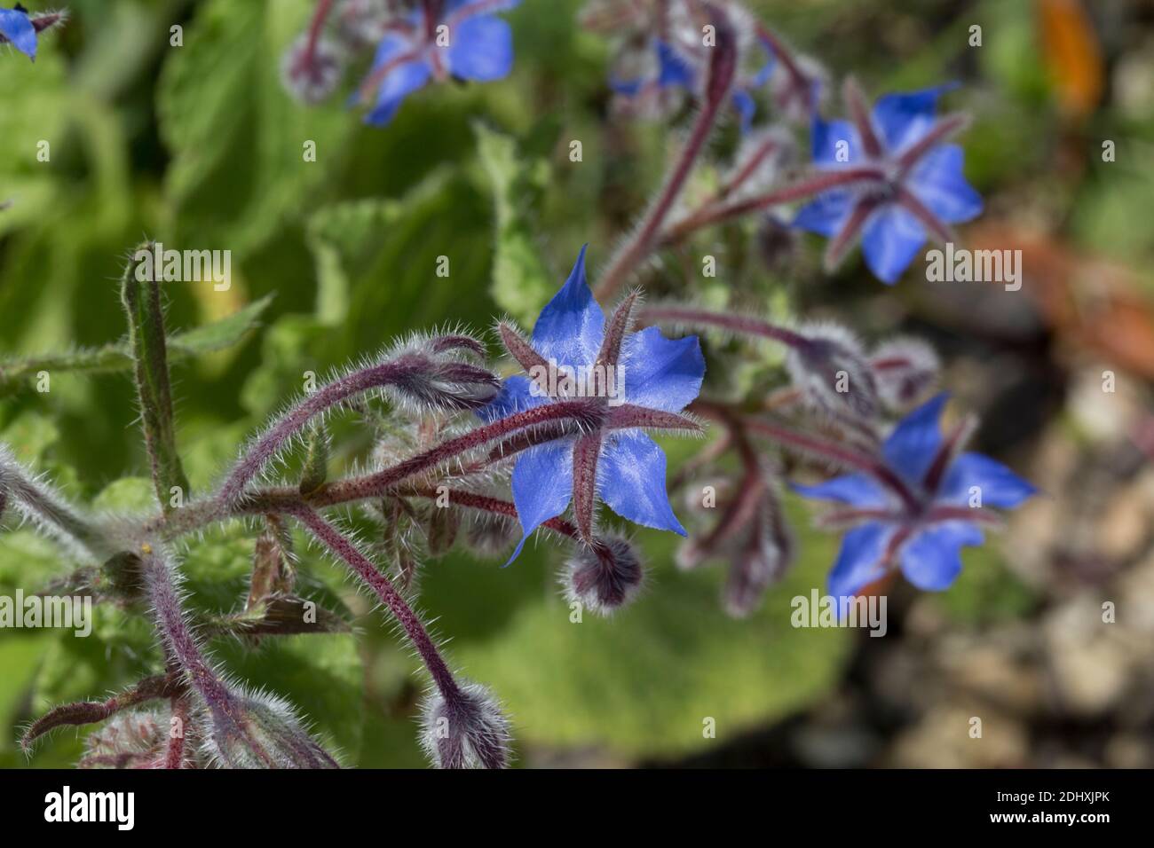 Fleurs de bourrache parfois appelé fleur d'étoile Borago officinalis est un herbe médicinale avec des feuilles et des fleurs comestibles Banque D'Images